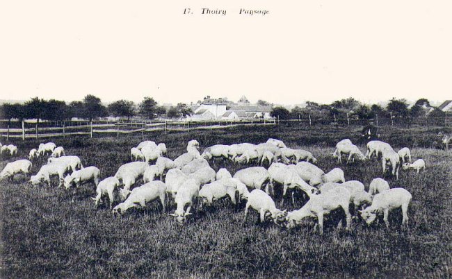 IMG/jpg/carte-postale-thoiry-moutons.jpg