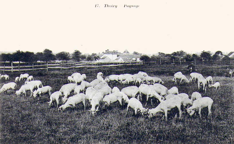 Carte postale ancienne, moutons sur les pentes de la ride de Thoiry