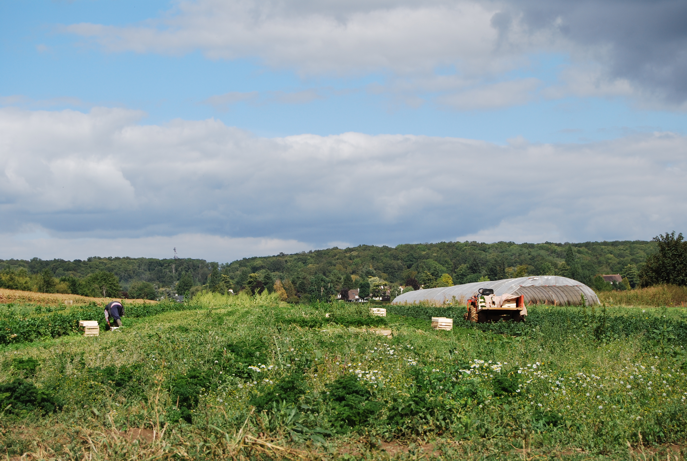 Aux marges de la plaine, les cultures se diversifient par endroits. Ici du maraîchage vers Crespières, en contrebas de la lisière forestière du plateau des Alluets