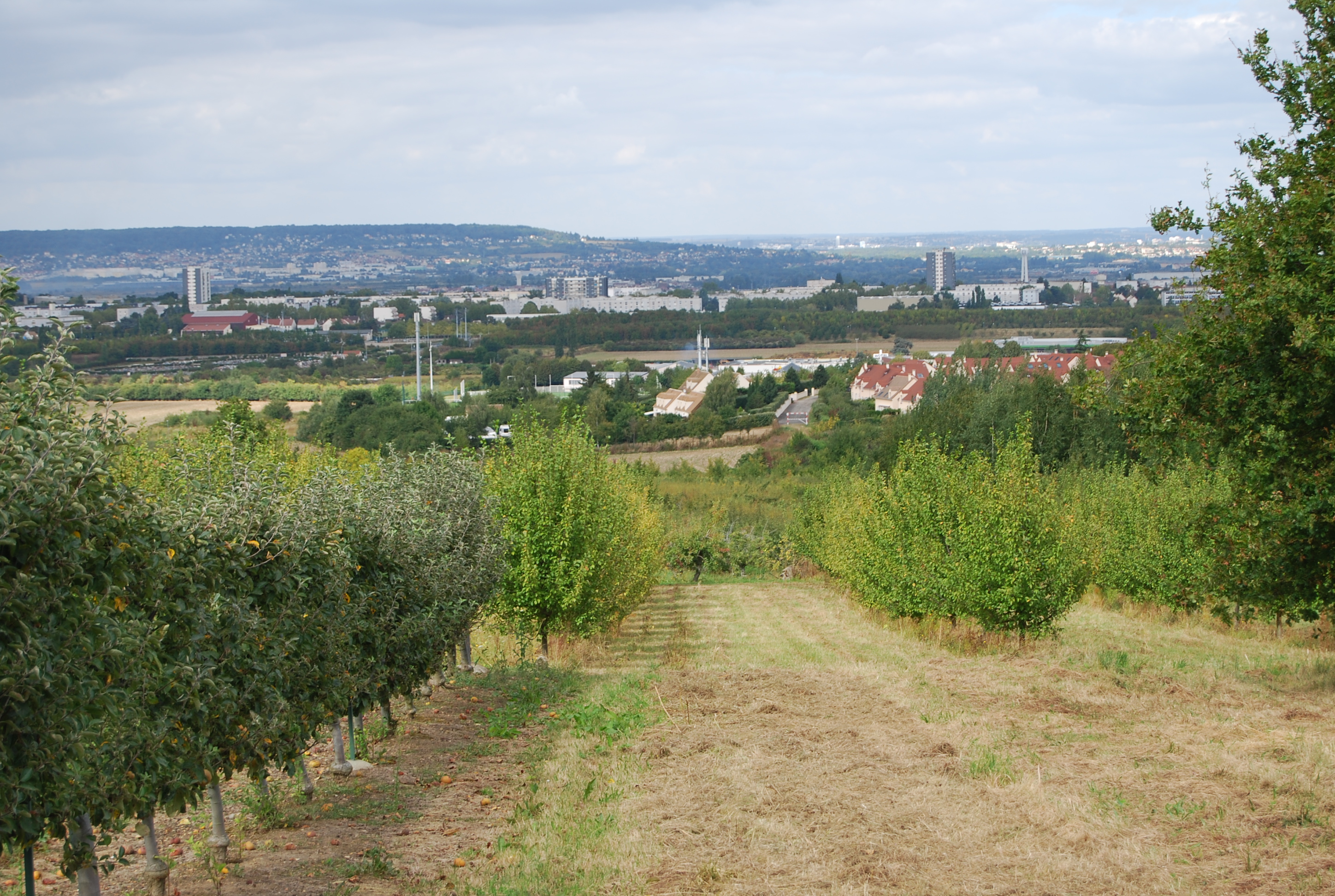 Verger sur les pentes de Chambourcy, au-dessus de Poissy. A l’horizon l’extrémité est de la butte de l’Hautil (Chanteloup)