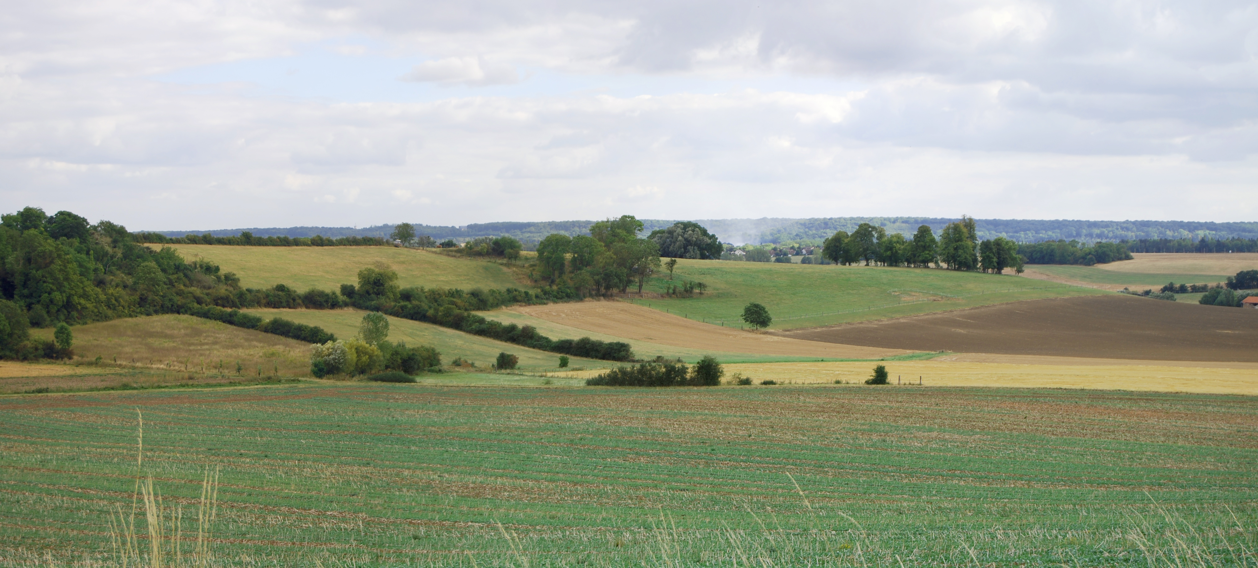 Le Fond de Berthe et le coteau du Bois Saint-Fiacre à Chavenay. Un paysage de vallon dessiné par le jeu de la topographie et à la richesse des structures végétales