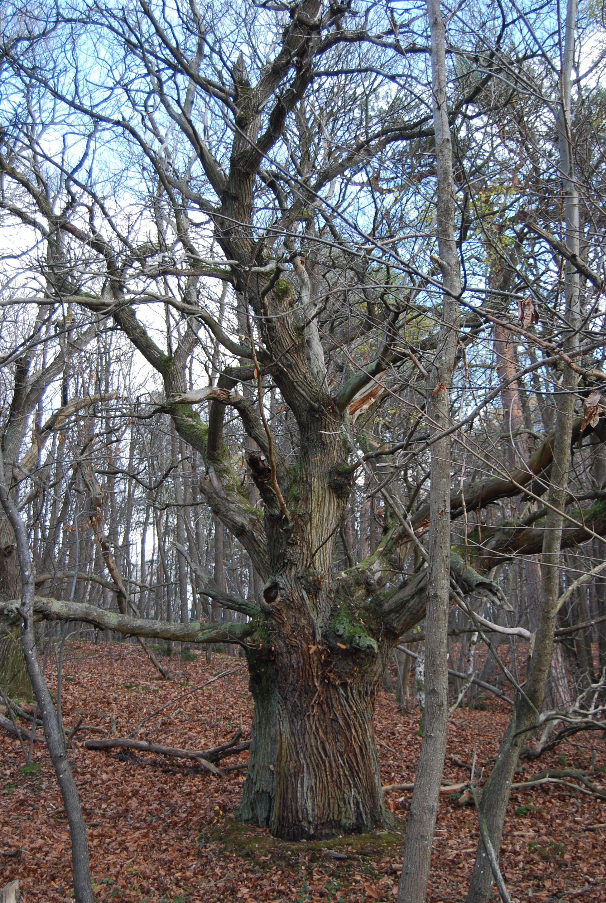 Un vieux châtaignier aux dimensions imposantes, près de Clairefontaine. L’ONF a installé un maillage d’îlots de vieux bois à travers tout le massif domanial de Rambouillet. Plus globalement la partie du Hurepoix située entre la Rémarde et la Prédecelle (plateau de Limours) a la spécificité d’abriter de nombreux vieux châtaigniers, témoins d’une culture assez rare au nord de la Loire