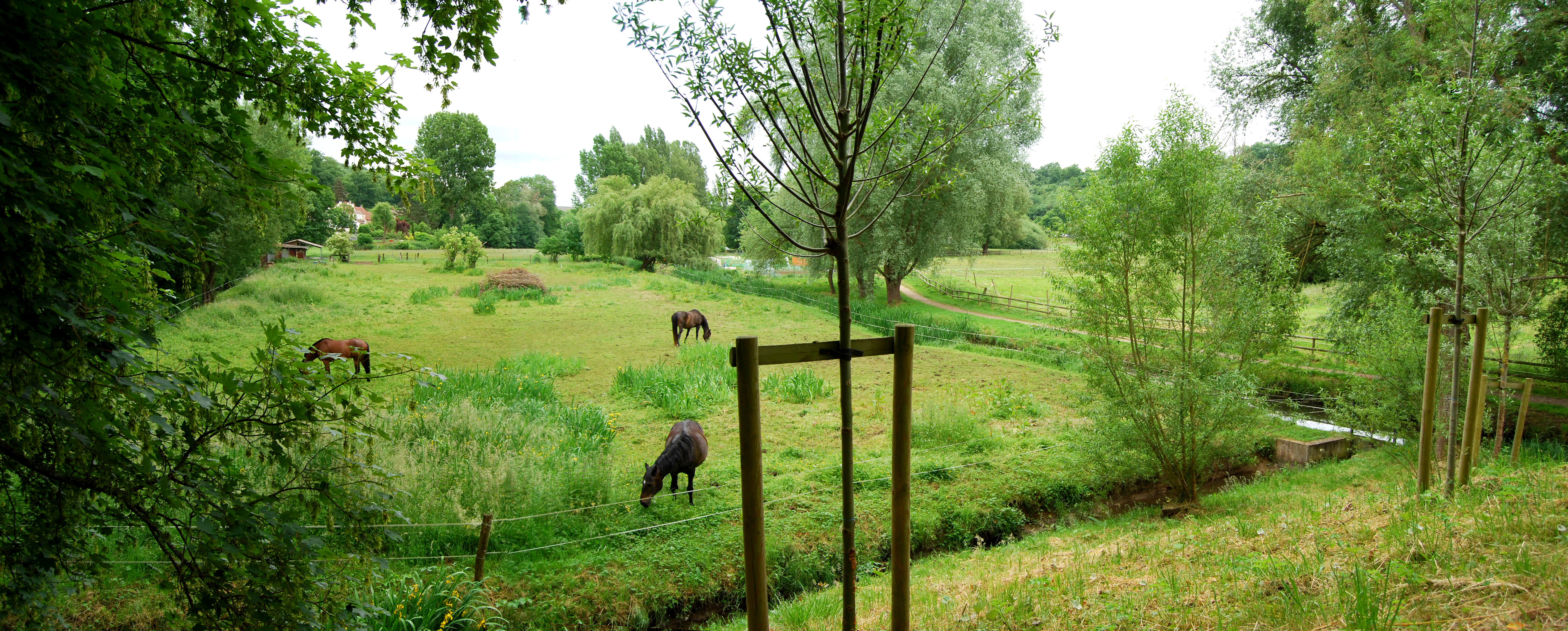 Un exemple intéressant de gestion paysagère et écologique de fond de la vallée : pâtures à chevaux dans la Bièvre