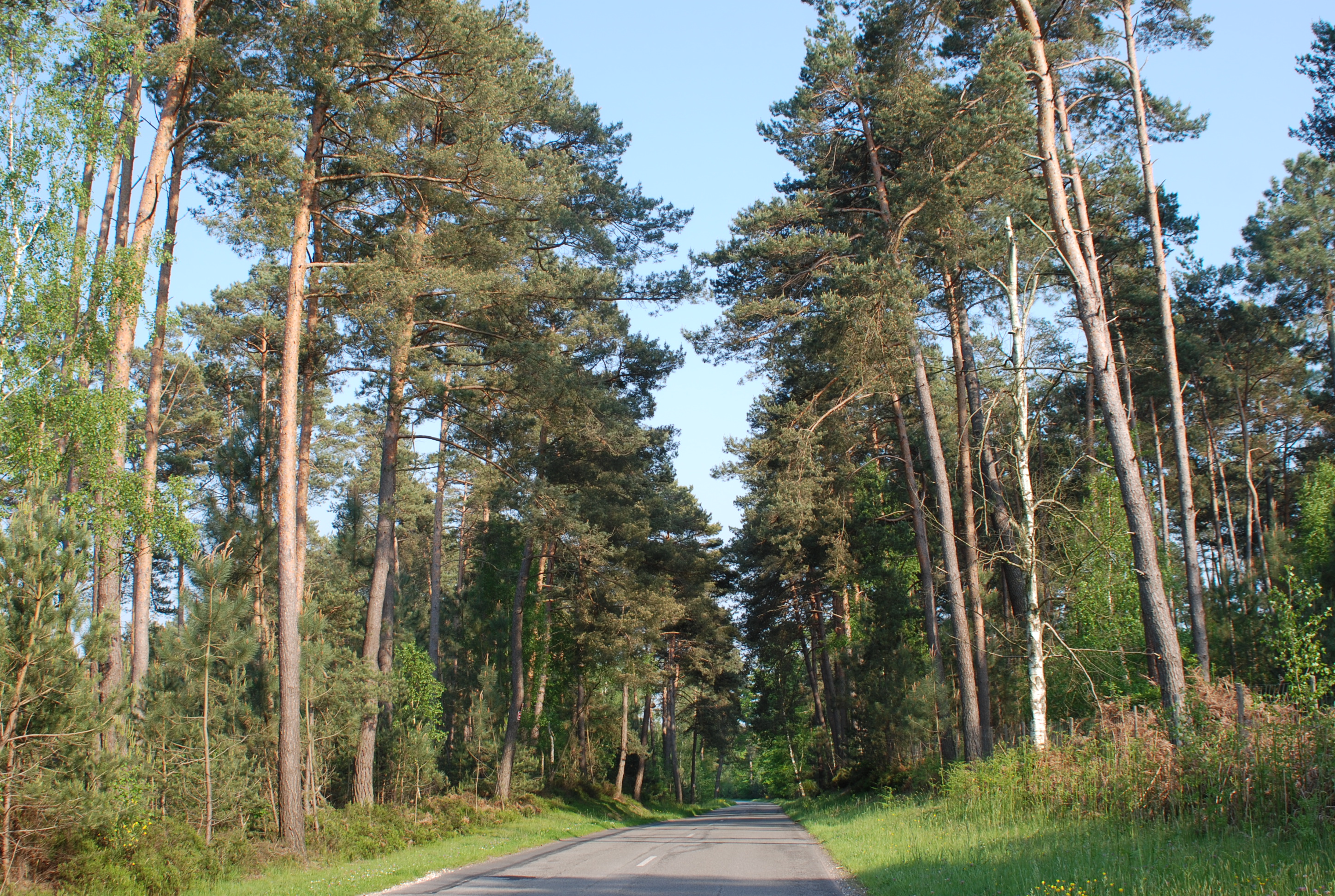 Des pins sylvestres autour de la route de Gambaiseuil (RD 112) : un des visages divers de la forêt de Rambouillet, ici en milieu sablonneux sec
