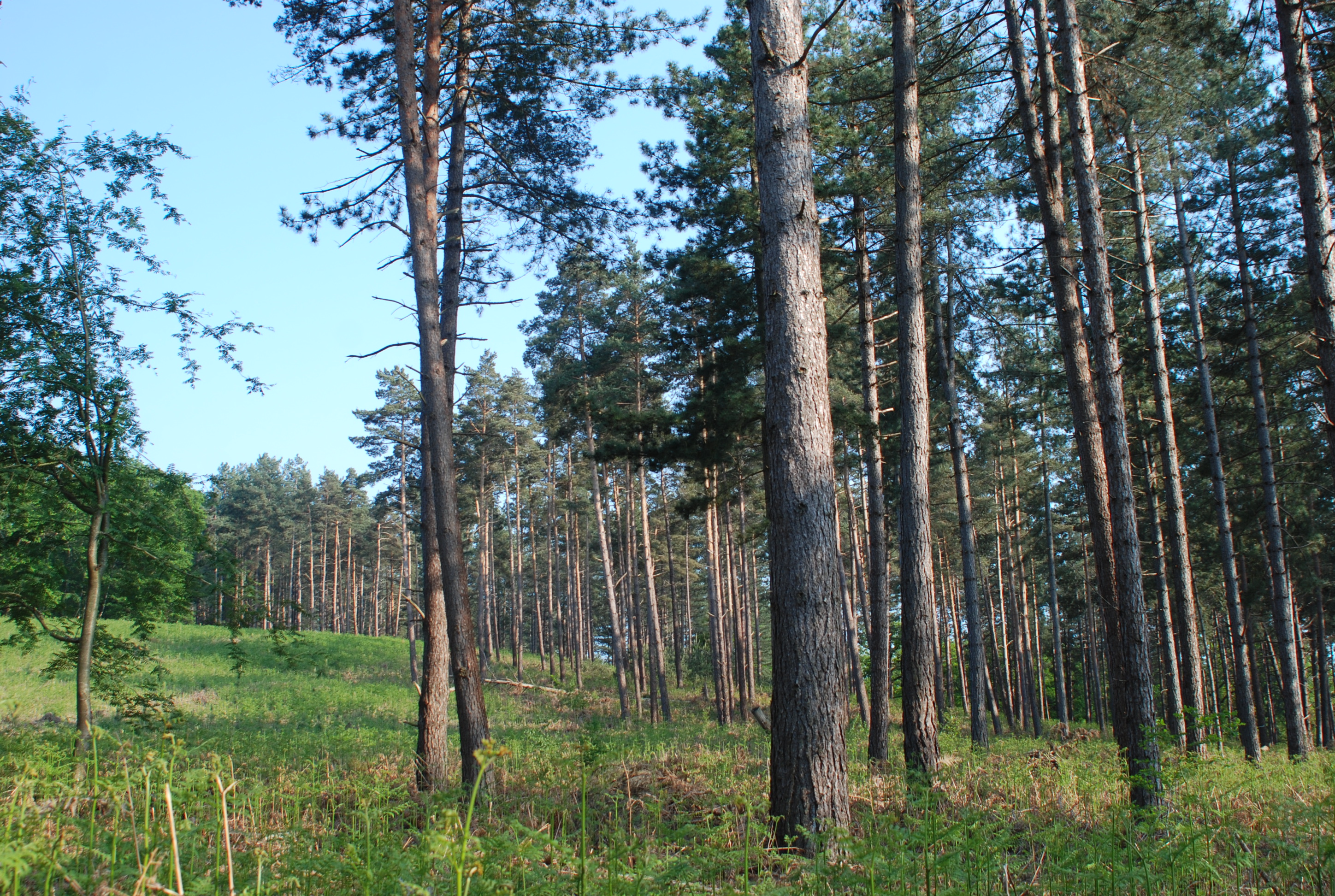 Une forêt de pins sylvestres sur les pentes du ruisseau des Ponts Quentin, vers Gambaiseuil