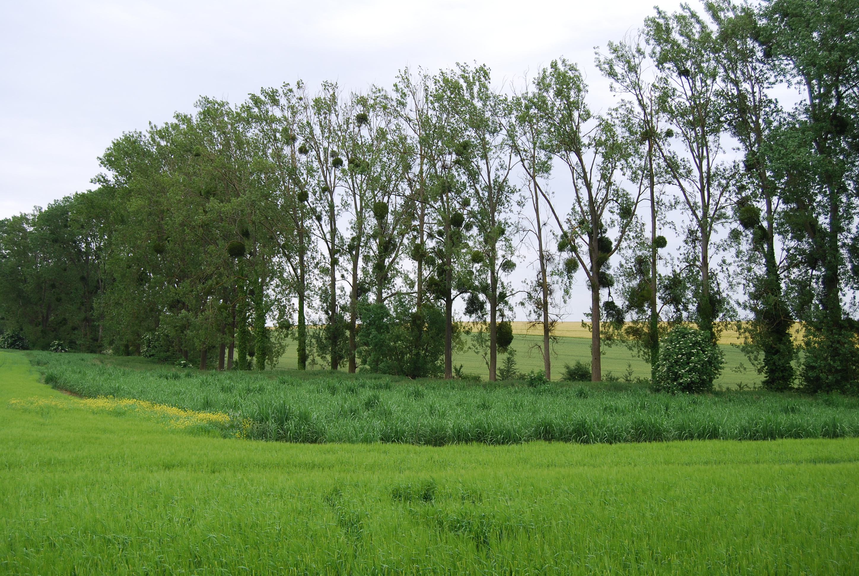 Un champ de Miscanthus dans le ru de Chèvreloup. Il témoigne de l’expérimentation agricole, qui a toujours prévalu dans le secteur
