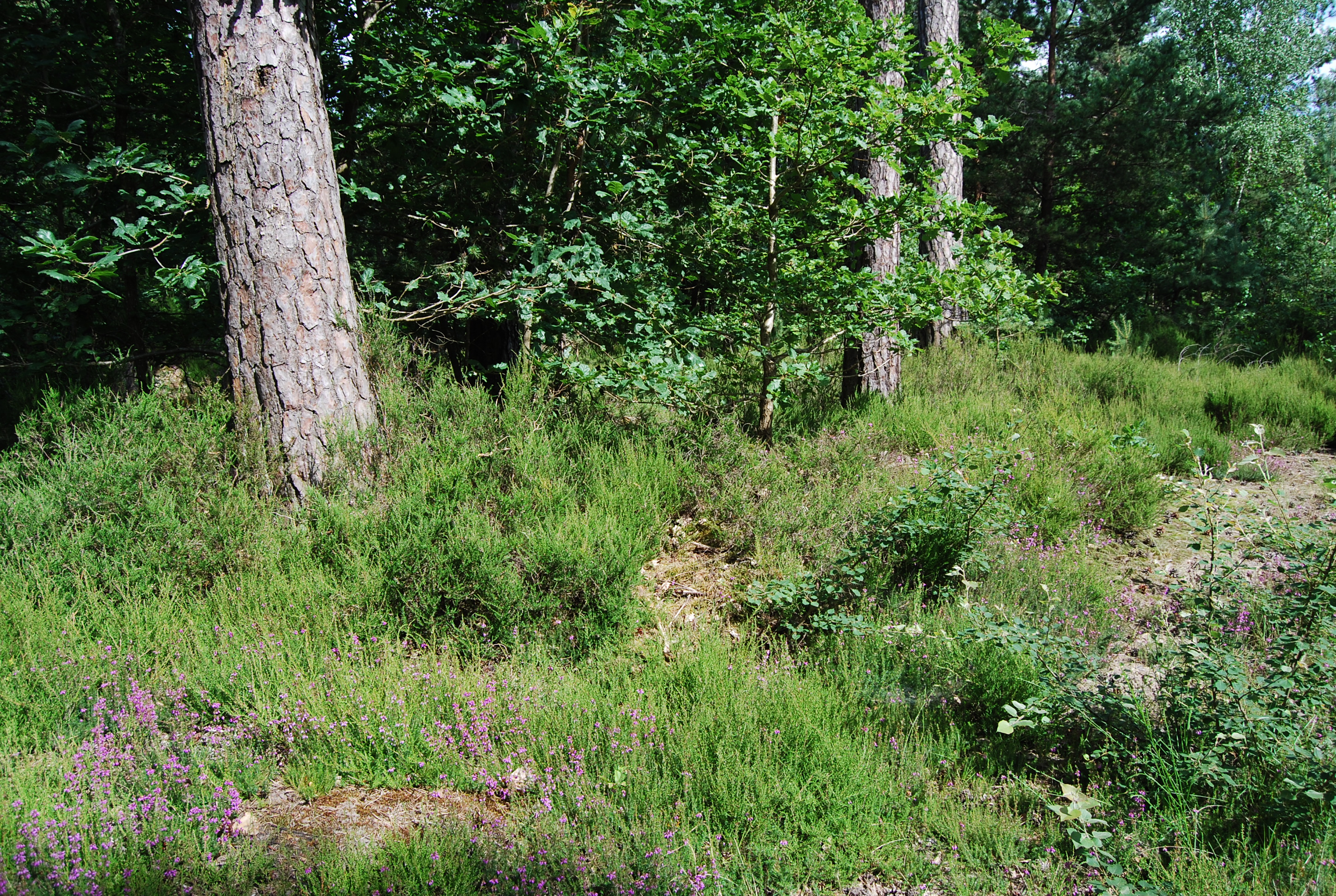 Lande à bruyères sous les pins, vers Poigny-la-Forêt