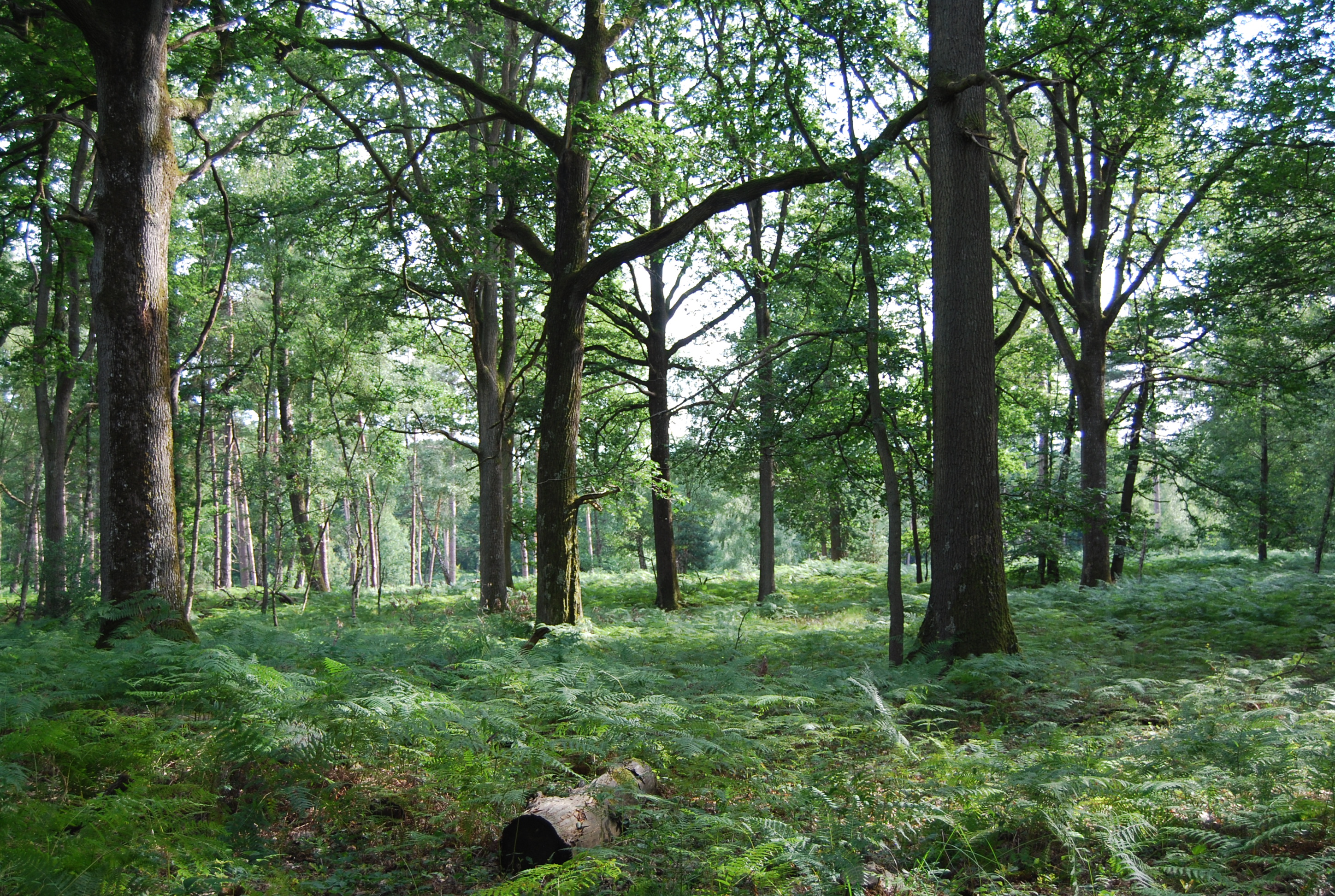 Une futaie de chênes et son sous-bois de fougère aigle, près du carrefour de la Vignerie à Poigny la Forêt. Beaucoup de taillis-sous-futaies ont été convertis en futaies depuis la Seconde guerre mondiale, modifiant les perceptions en ouvrant davantage les vues, notamment à l’âge adulte des arbres