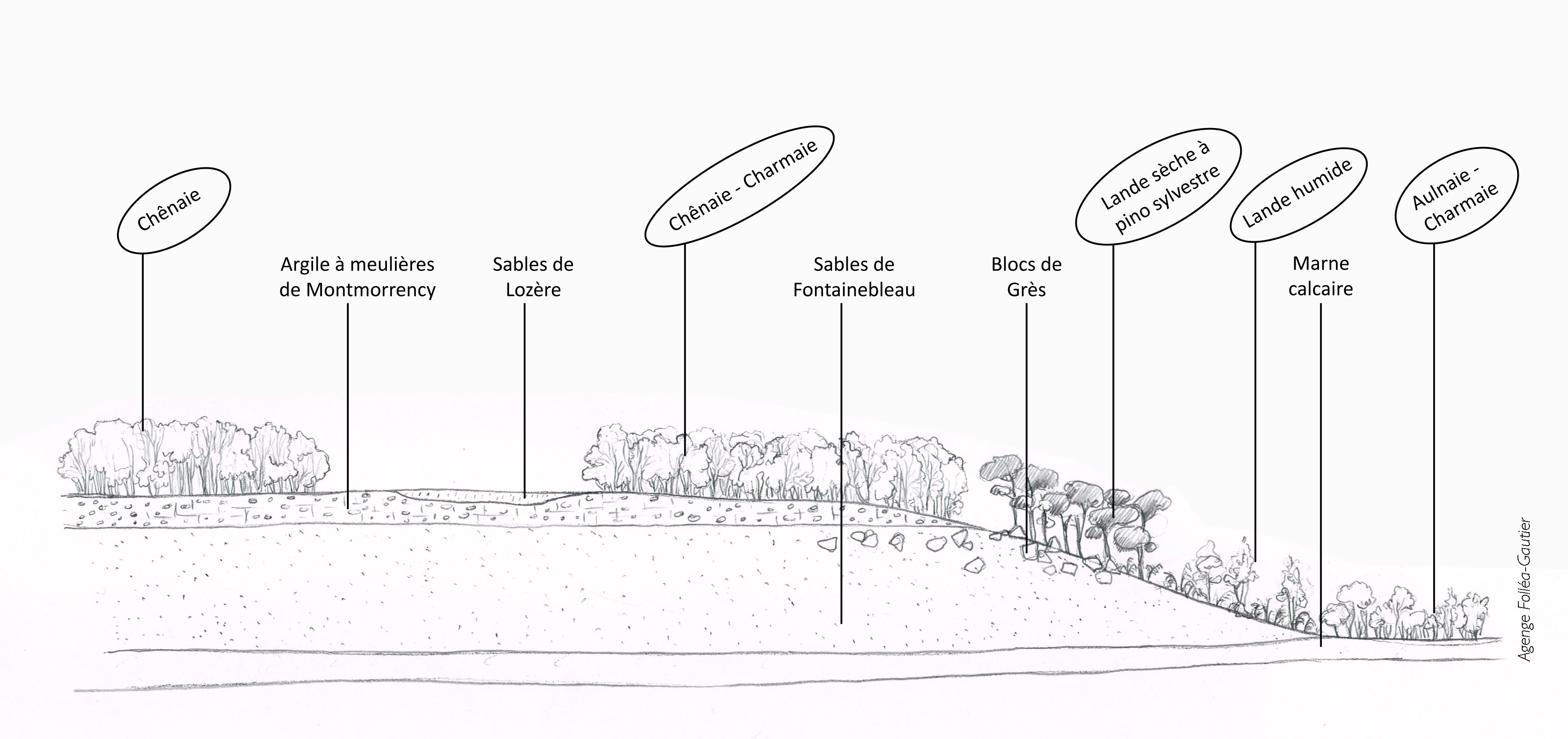 La variété organisée de la végétation est liée à celle de l’assise géologique, pédologique et morphologique